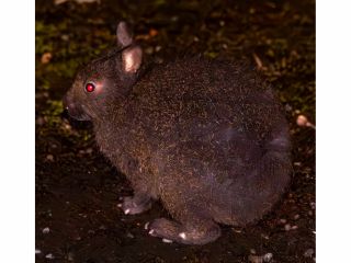 ナイトツアー:アマミノクロウサギ