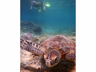 ウミガメと泳ぐ!