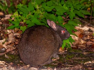 アマミノクロウサギ