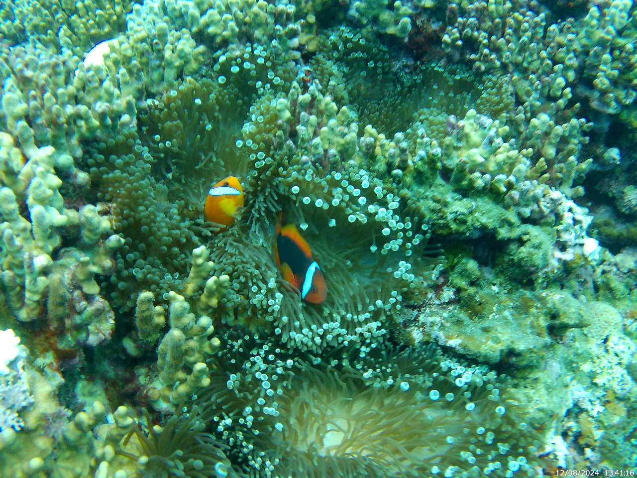 ニモにも会えちゃいます!