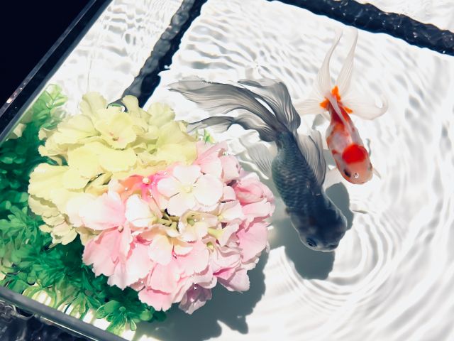 フォトジェニックな金魚鑑賞や撮影を楽しめる「新金魚品評」