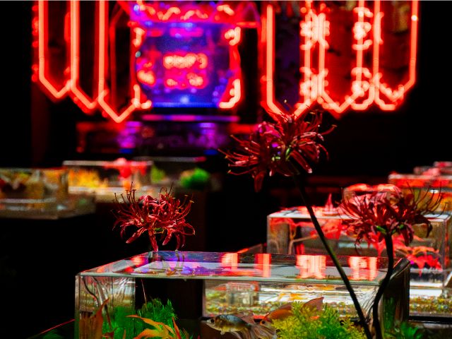 彼岸花と紅葉で秋色に染まるアートアクアリウム館内