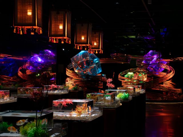 人気エリア「新金魚品評」の水槽から隈研吾コラボ作品「金魚の石庭」を臨む