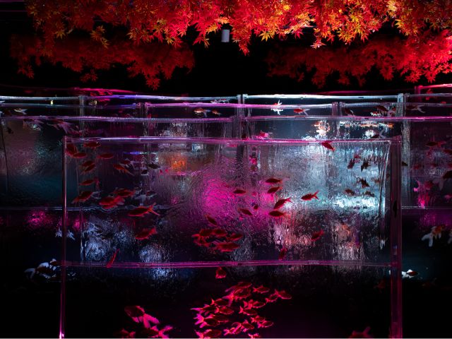 秋色に彩られた「金魚の滝」