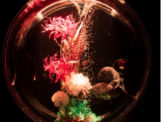 珍しい金魚を鑑賞できる「金魚コレクション」