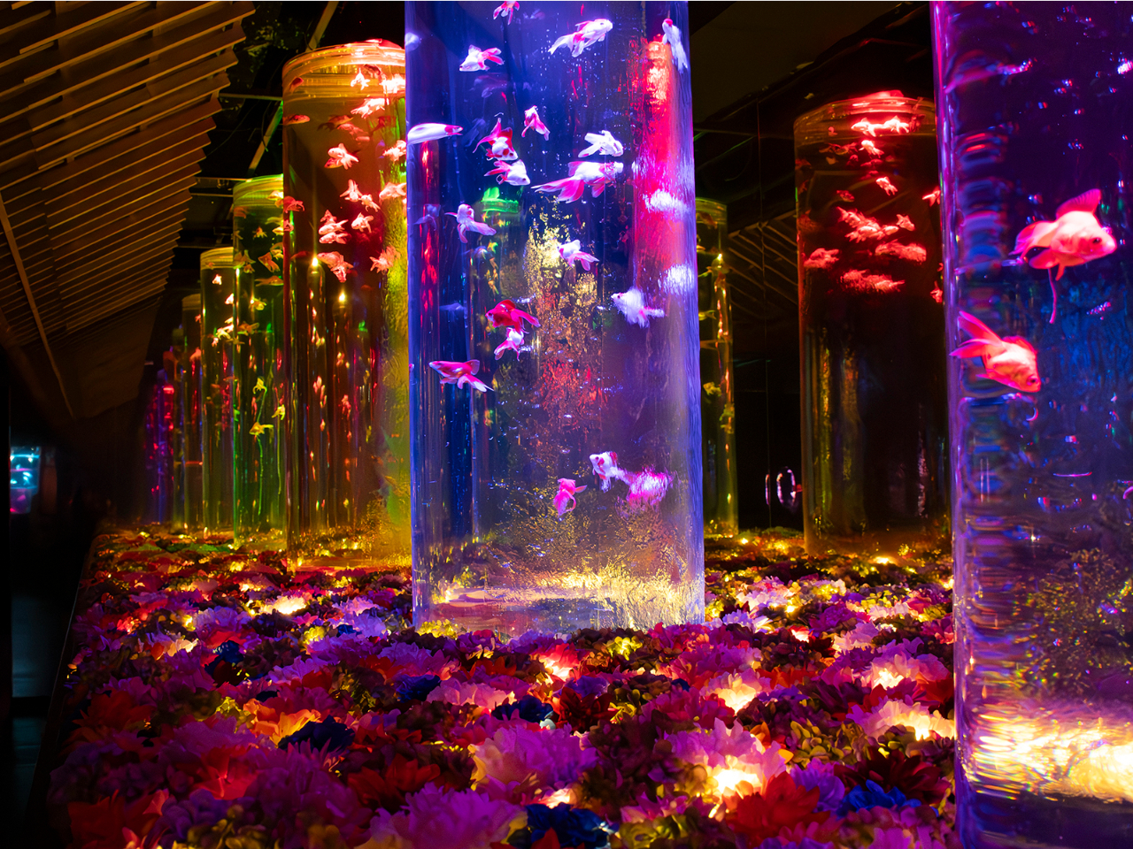 ʊuFlower Aquarium Gala `ƉԂ̍ʓW`vJÒIԁXɕ܂ꂽzԂLỷLz