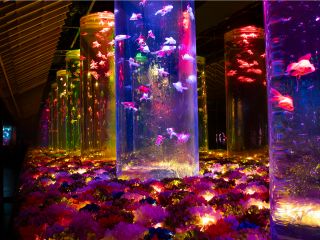 特別企画「Flower Aquarium Gala 〜金魚と花の彩展〜」開催中!花々に包まれた幻想空間が広がる【金魚の回廊】