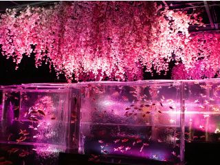春の企画展「めっちゃ桜2026」開催中!桜空間を金魚が舞い泳ぐ幻想的な空間【金魚の滝】