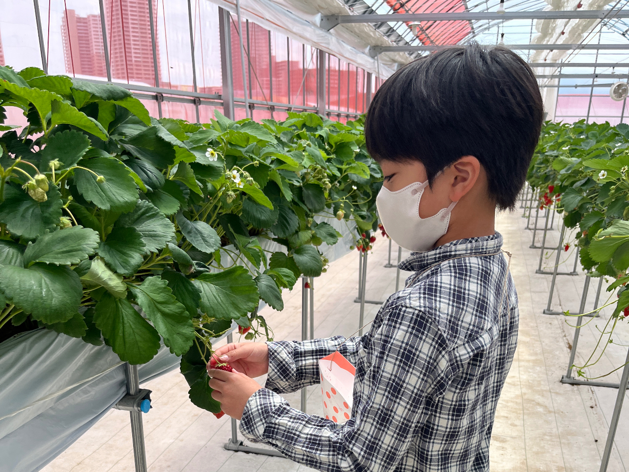 yR~_Ƒ̌z ̗t󕲂̌I 