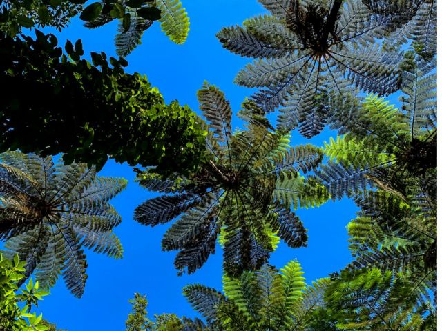 金作原原生林・ヒカゲヘゴ