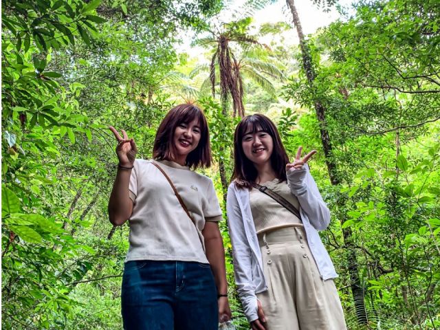 金作原原生林・ヒカゲヘゴ前