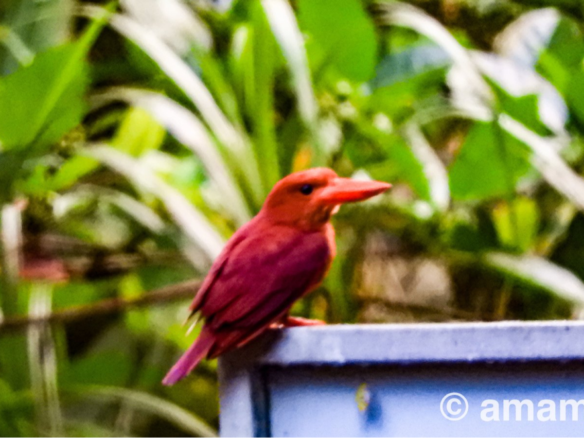 リュウキュウアカショウビン