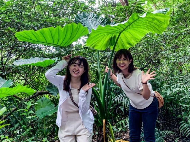 金作原原生林・クワズイモ