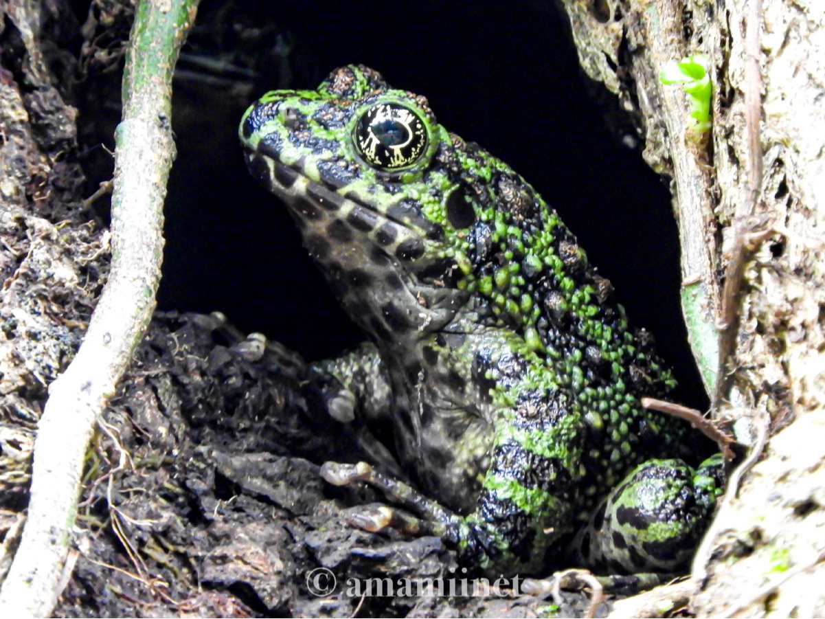 天然記念物・アマミイシカワカエル