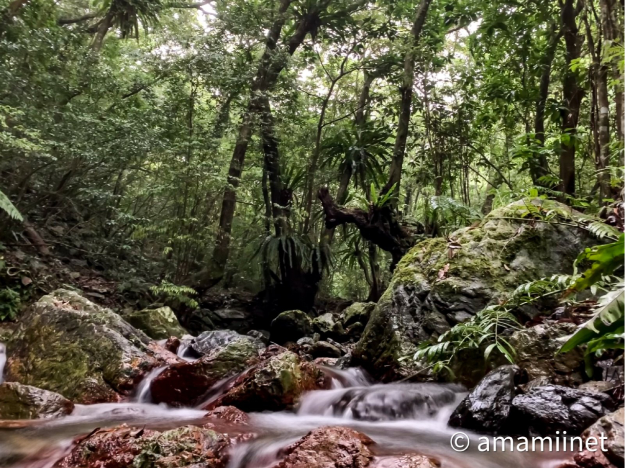 奄美フリーツアー