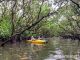 マングローブカヌー・マングローブトンネルにて