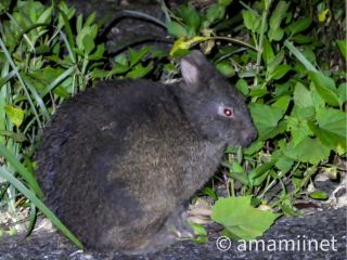 特別天然記念物・アマミノクロウサギ
