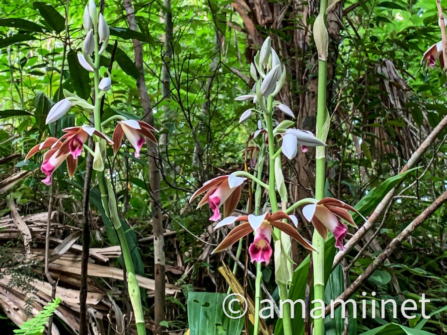 カクチョウラン