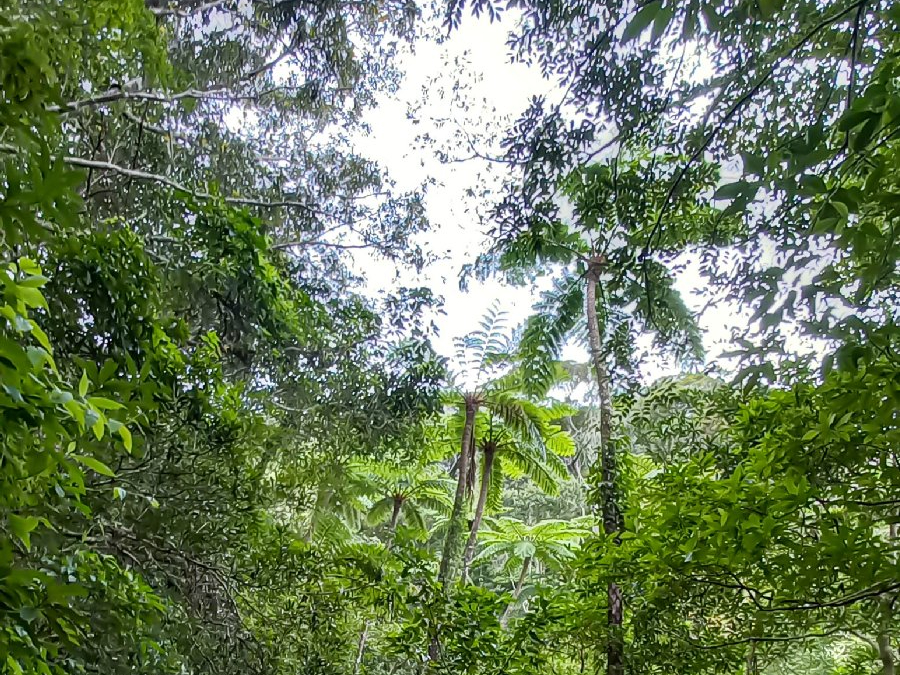 金作原原生林・ヒカゲヘゴ
