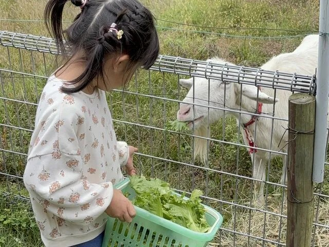 福井・敦賀】究極かまど炊き卵かけご飯体験♪鶏・ヤギ・ポニーのエサ 福井・敦賀】究極かまど炊き卵かけご飯体験♪鶏・ヤギ・ポニーのエサ