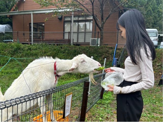 ヤギのふれあい体験。エサをあげて仲良くなってくださいね。