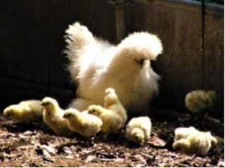 愛らしい烏骨鶏です(ヒヨコはいませんが子育て上手です)