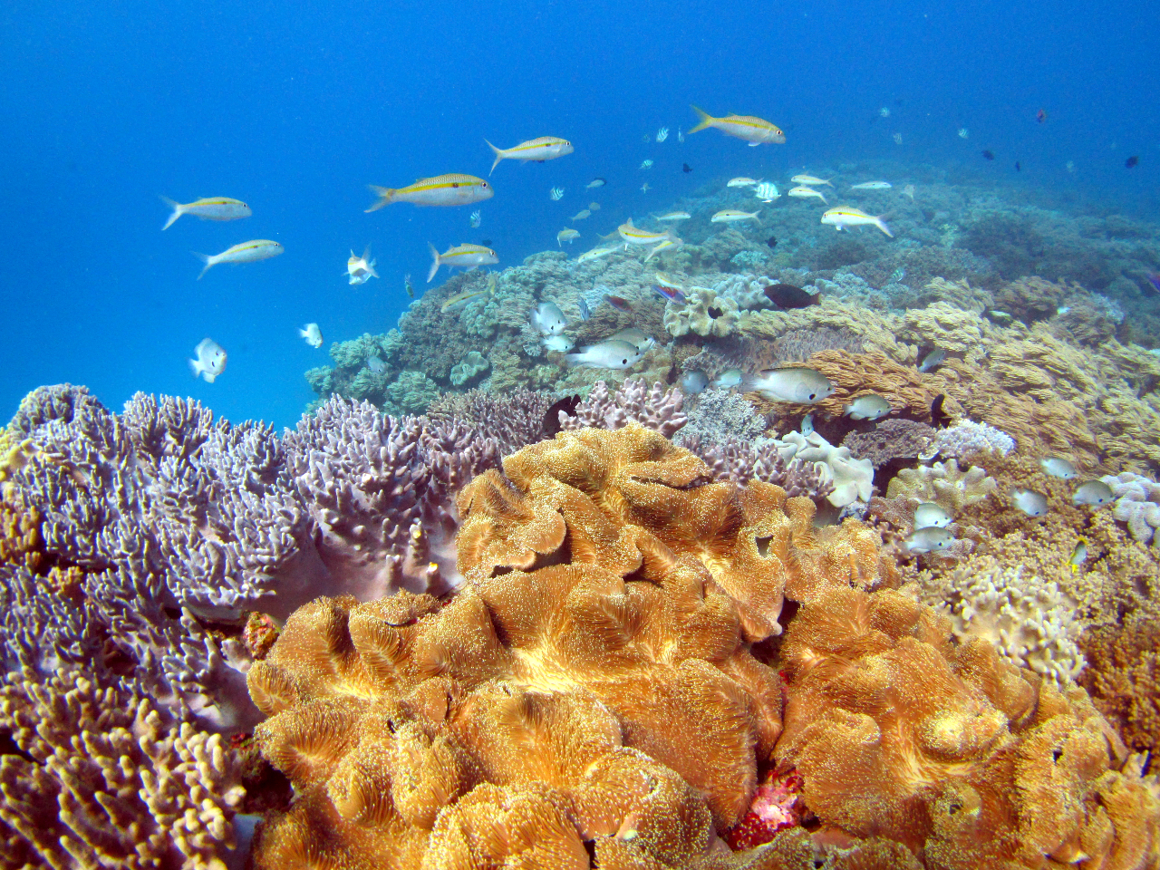 炩TŜԔƁ[ĂJtŃLCłII