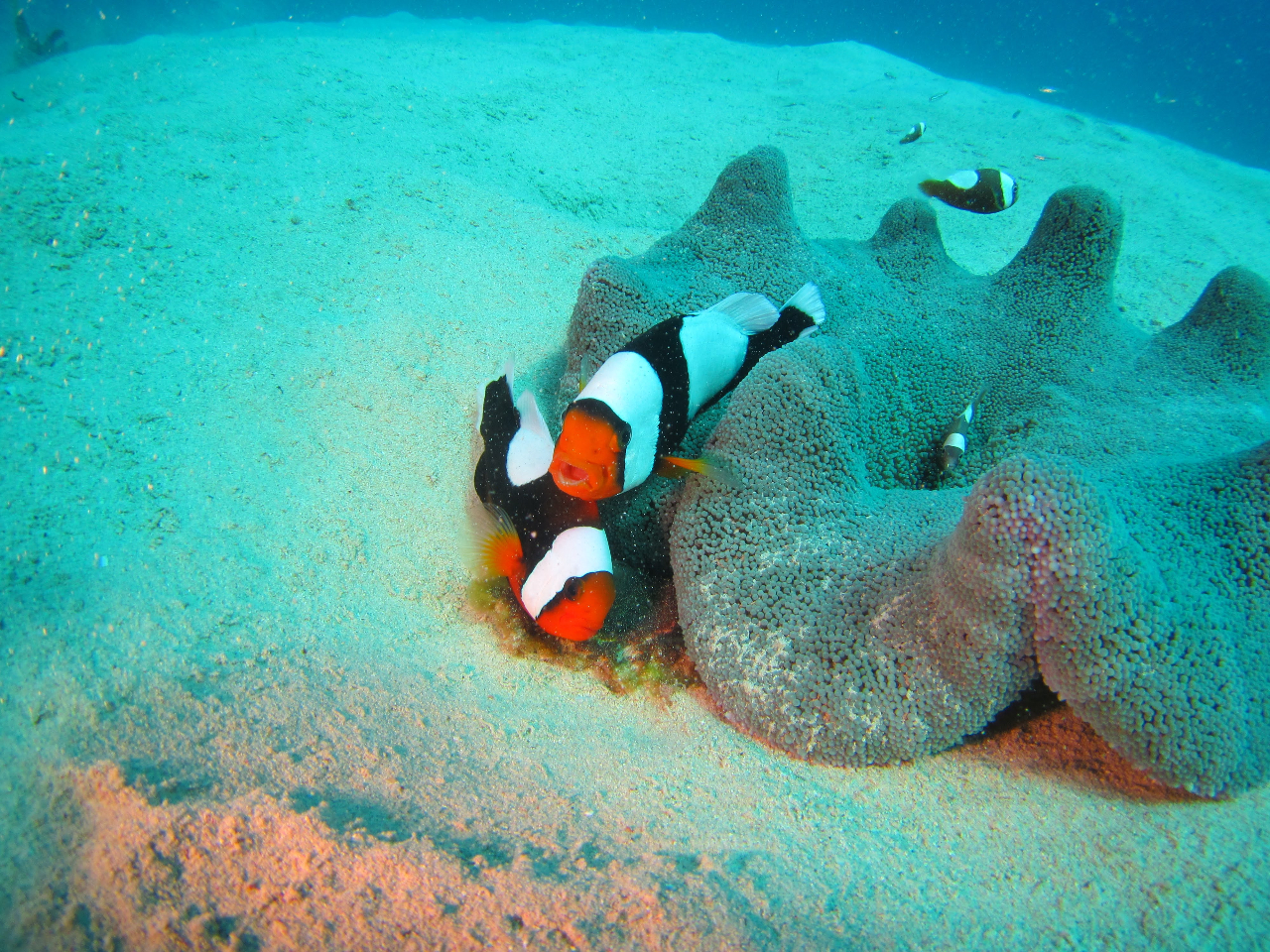 gEAJN}m~ɉ|Cg܂II