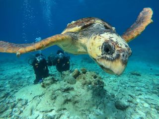 本島中南部【北谷出発】ケラマボート体験ダイビング2回&スノーケリング。恩納村や読谷村からのアクセスに便利。宿泊先への送迎も可能です。(要事前予約)