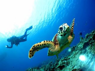 本島中南部【北谷出発】ケラマボートファンダイビング2回。恩納村や読谷村からのアクセスに便利。宿泊先への送迎も可能です。(要事前予約)