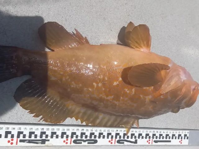 高級魚アコウ