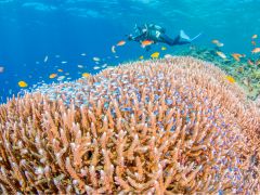 サンゴもモリモリ!