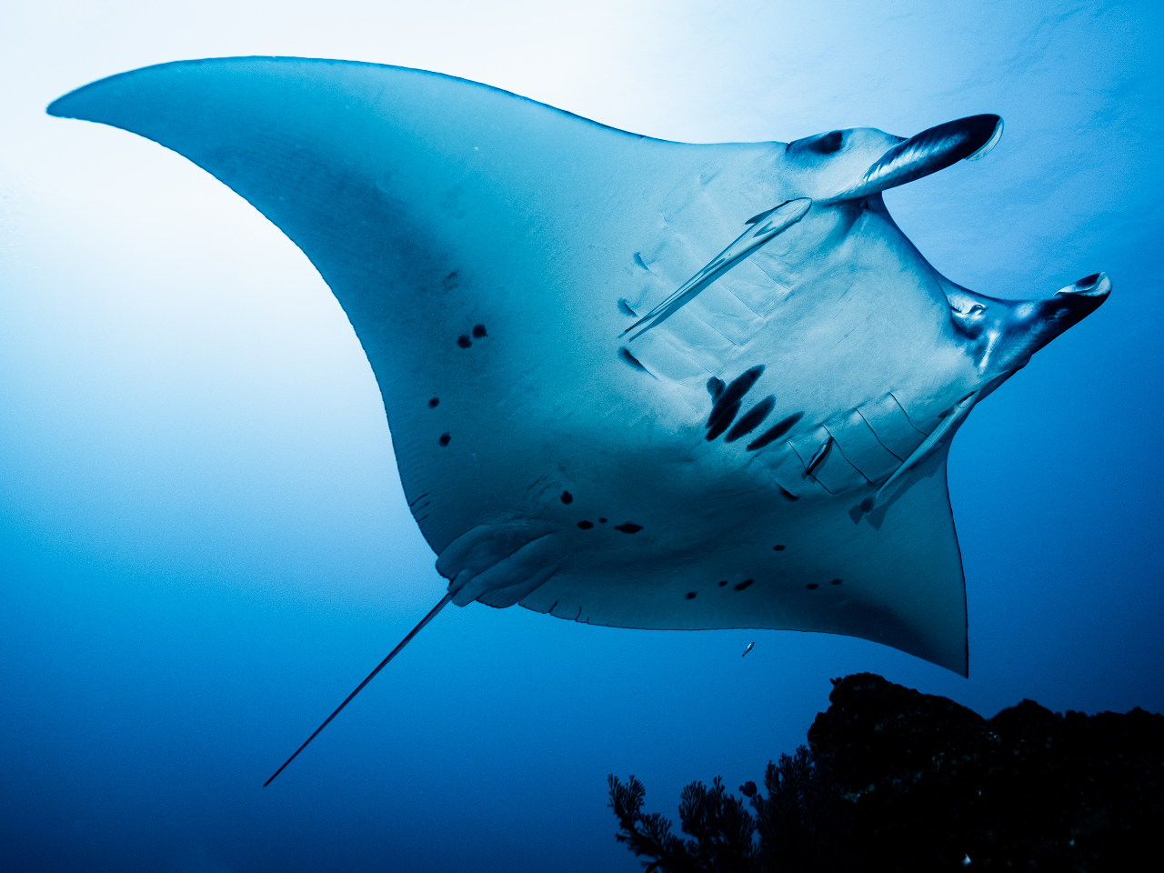 大型魚にも出会えます!