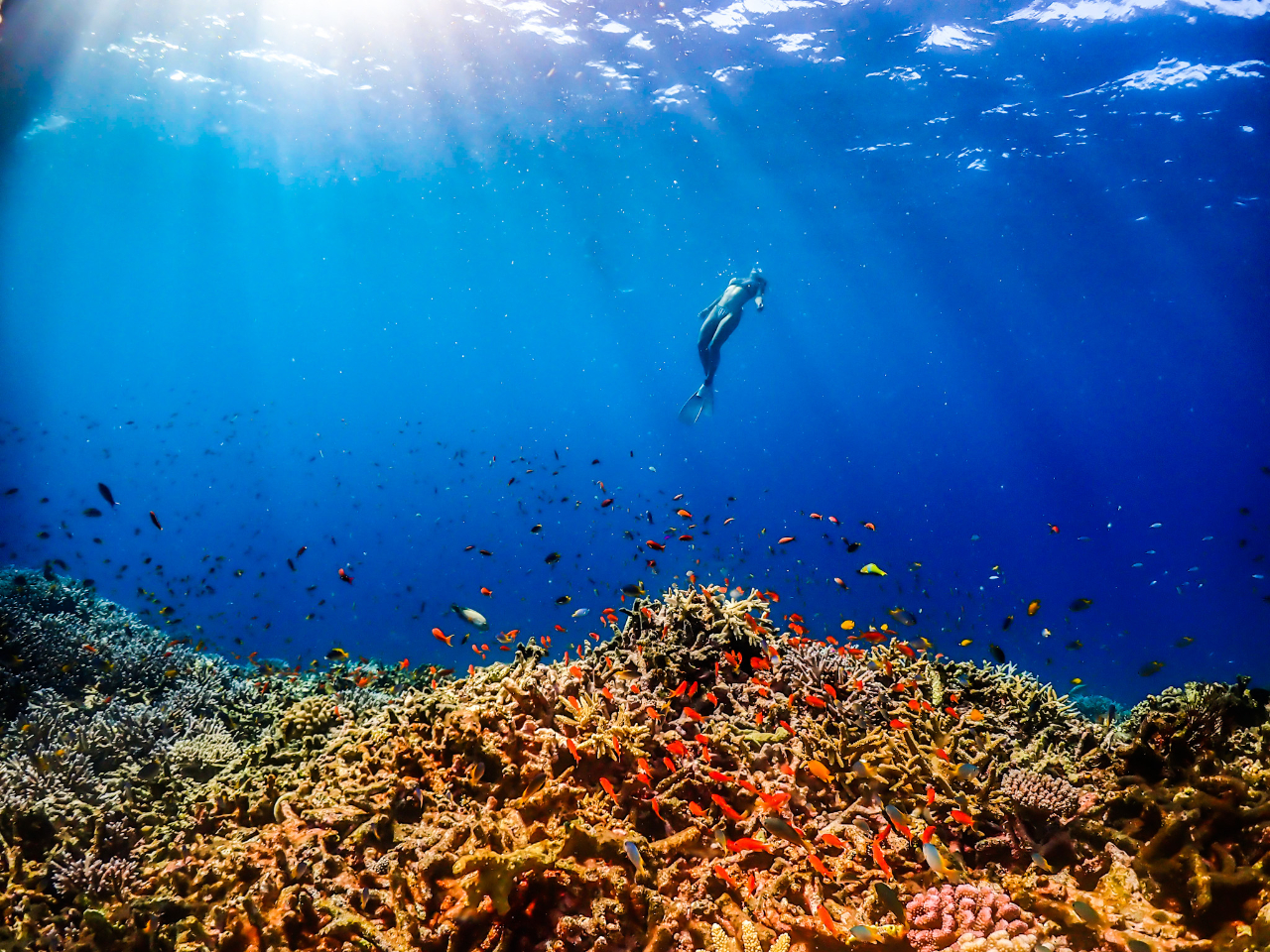 �F�Ƃ�ǂ�̎X��Ƌ������I