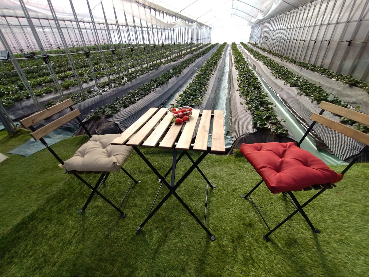 【平日限定】大好評につき今年も1時間食べ放題!のんびりカフェ気分でいちご狩り!【...