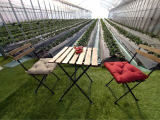 座りながら時間を忘れてのんびりといちごを楽しめるプランです♪