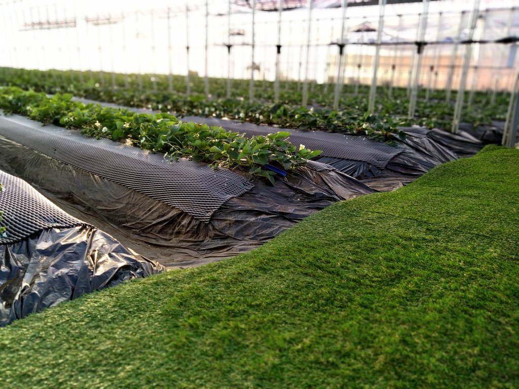 【じゃらんスペシャルウィーク】【鎌ケ谷いちご狩りならココ】2024年にオープンし...