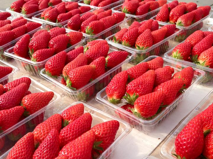 ☆【4月1日~5月8日】【愛知・常滑】いちご狩り4種類食べ放題