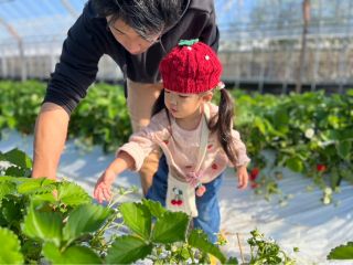 お子様でもイチゴに手が届きやすいです!