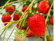 甘くて美味しいイチゴです!