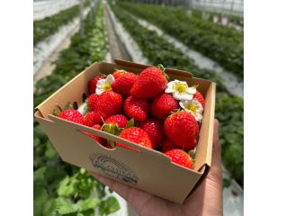 最大7品種のいちごを摘み取り!お好きないちごをぜひ見つけてください♪