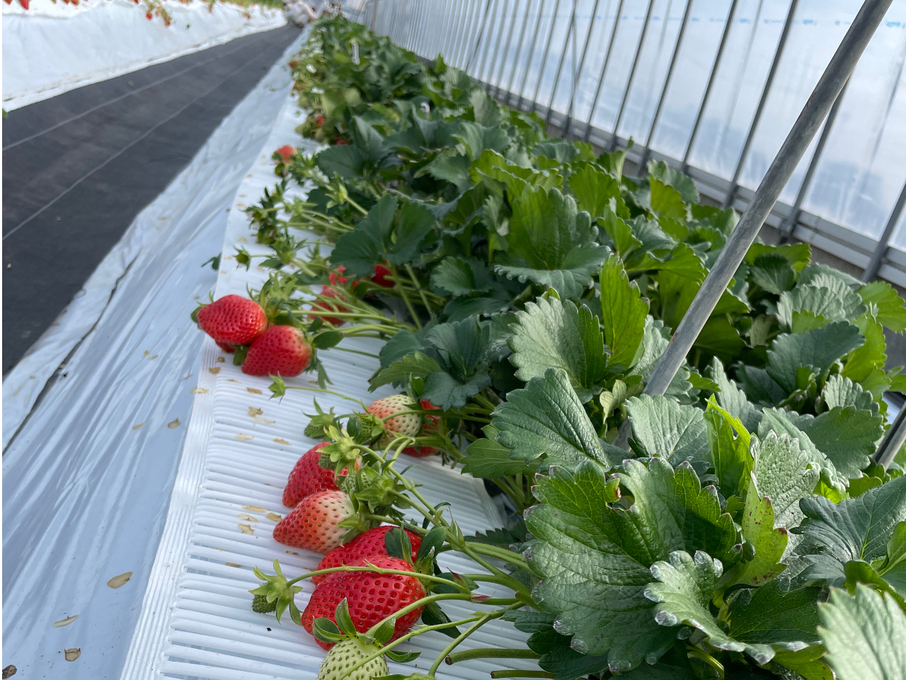 �y����̃~�l�����L�x�Ȃ������������c