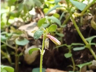 発見地に咲くヤマトグサの花