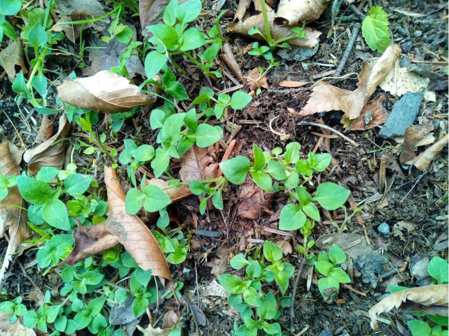 �Ԃ̍炢�Ă��Ȃ����}�g�O�T