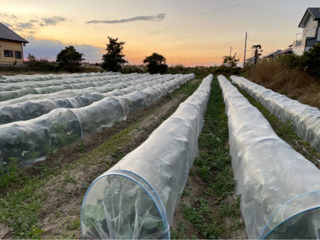 オーガニック野菜にこだわっています
