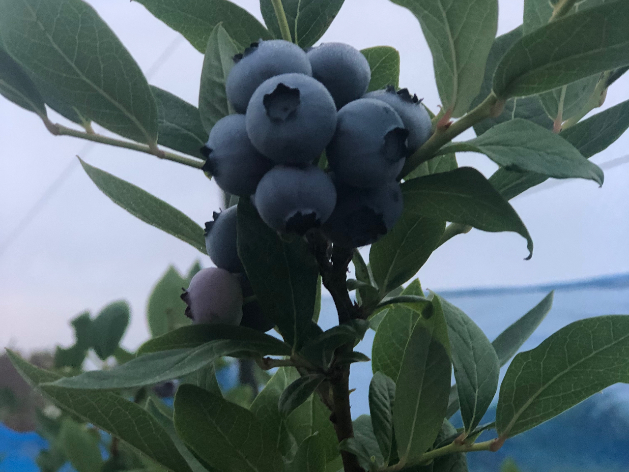 �u���[�x���[�ό��_�� �������̎ʐ^4