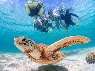 家族みんなでウミガメに会いに行こう!!おひとり様でももちろん大歓迎!