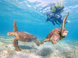 海底をふわりと舞うウミガメ、近づいても全然逃げないのが嬉しい!!