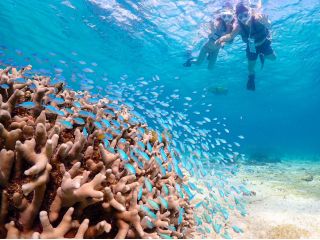 南国らしいトロピカルな魚たちと、まるで夢のようなひとときを。