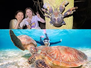 ウミガメ&ヤシガニに大接近!会いに行こう!!!